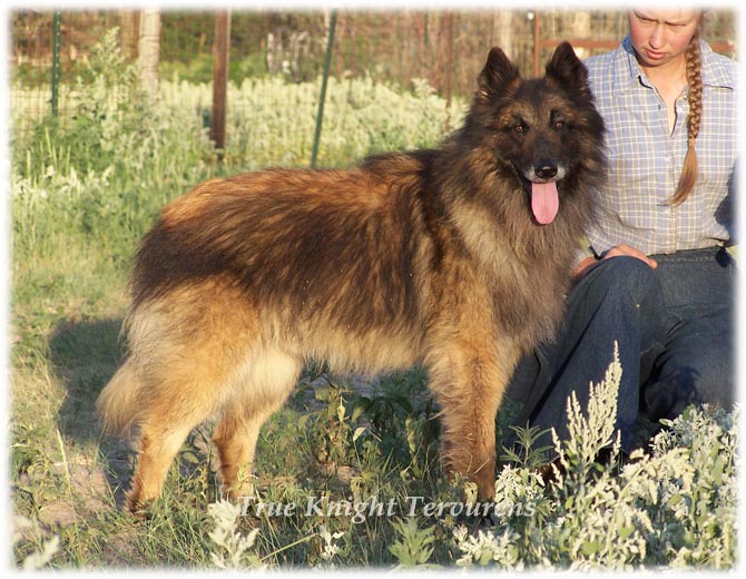 Belgian tervuren sales puppies for sale